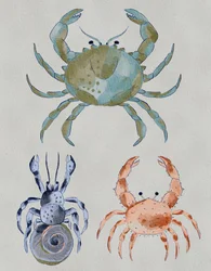Aquarelle « Crabes de l