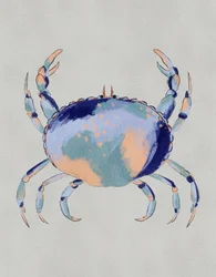 Le crabe bleu serein