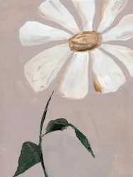 Marguerite blanche délicate
