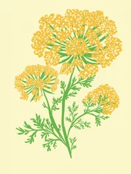 Ombelle jaune vif