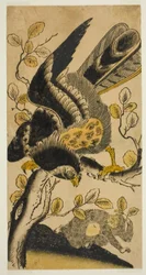 Aigle et singe