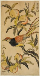 Faisan Argenté (Hakkan)