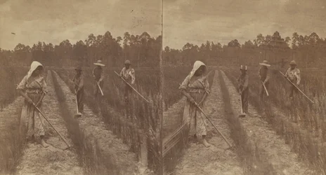 Sarclage du riz, 1876-1888
