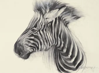 Bébé zèbre, 2000 (fusain sur papier)