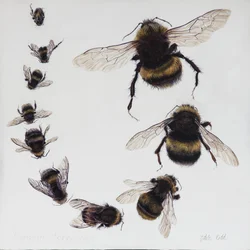 Bombus, 2015 (acrylique sur bois gesso)