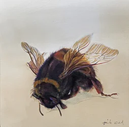 Bombus terrestris 10, 2013 (acrylique sur bois)