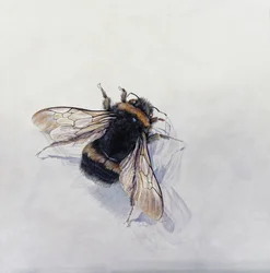 Bombus terrestris 11 (acrylique sur bois gesso)