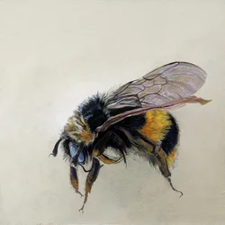 Bombus terrestris 1 (b), 2008 (acrylique sur bois)