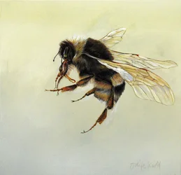 Bombus terrestris 4, 2011 (acrylique sur bois)