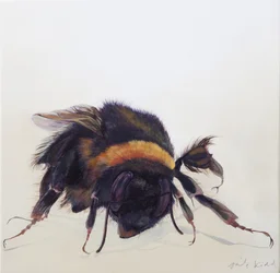 Bombus terrestris 9, 2013 (acrylique sur bois)