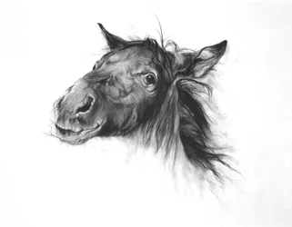 Colt, 2002 (fusain sur papier Fabriano)