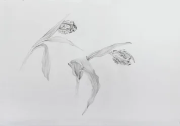 Estella rijnveld 2, 2017 (crayon sur papier cartouche)