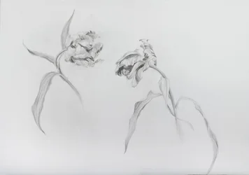 Estella rijnveld 3, 2017 (crayon sur papier cartouche)