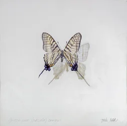 Graphium (Pazala) eurosus, 2014 (acrylique sur bois gessoïsé)