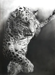 Panthera pardus 1, 2009 (fusain et conte sur papier Fabriano)