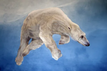 Ursus maritimus 2 (acrylique sur lin gesso)
