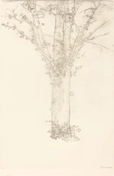 Arbre