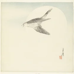 Coucou volant sous la pleine lune
