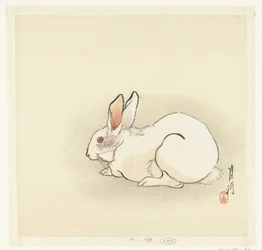 Lapin blanc