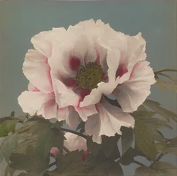 Pivoine arbustive