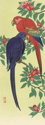 Un perroquet rouge et un perroquet bleu