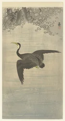 Cormoran en vol