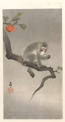 Singe dans un kaki