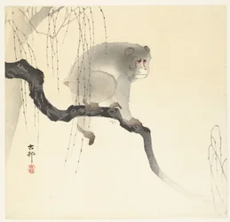Singe sur une branche