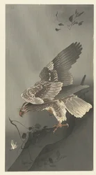 Aigle guettant une proie