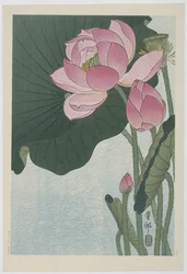 Lotus en fleurs