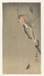 Pie-grièche à tête brune et araignée