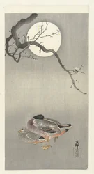 Canards sous la pleine lune