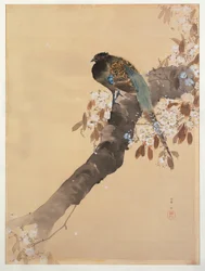 Faisan sur une branche de cerisier en fleurs