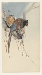 Couple de faisans et fleurs de prunier