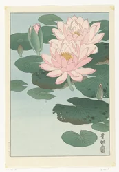 Nénuphar en fleur