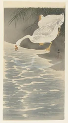 Oies au bord de l