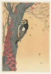 Pic épeiche dans un arbre avec du lierre rouge