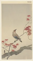 Jaseur du Japon sur érable