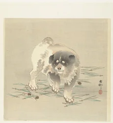 Jeune chien