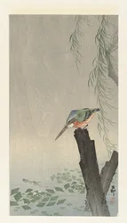 Martin-pêcheur sur une souche d