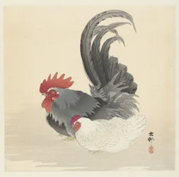 Poulet et coq
