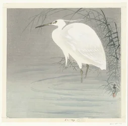 Aigrette garzette