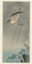 Coucou dans la tempête