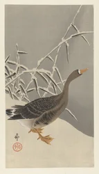 Oie cendrée dans la neige