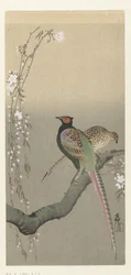 Couple de faisans et fleurs de cerisier