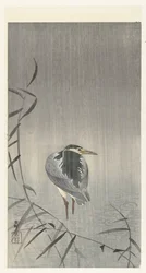 Canard sous la pluie