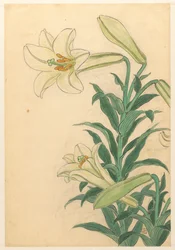 Lys Teppoyuri