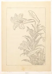 Lys