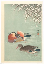 Canards mandarins