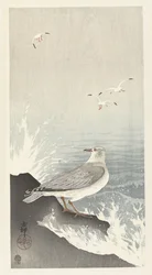 Mouette sur un rocher